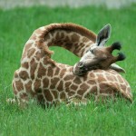 this-is-how-baby-giraffes-sleep