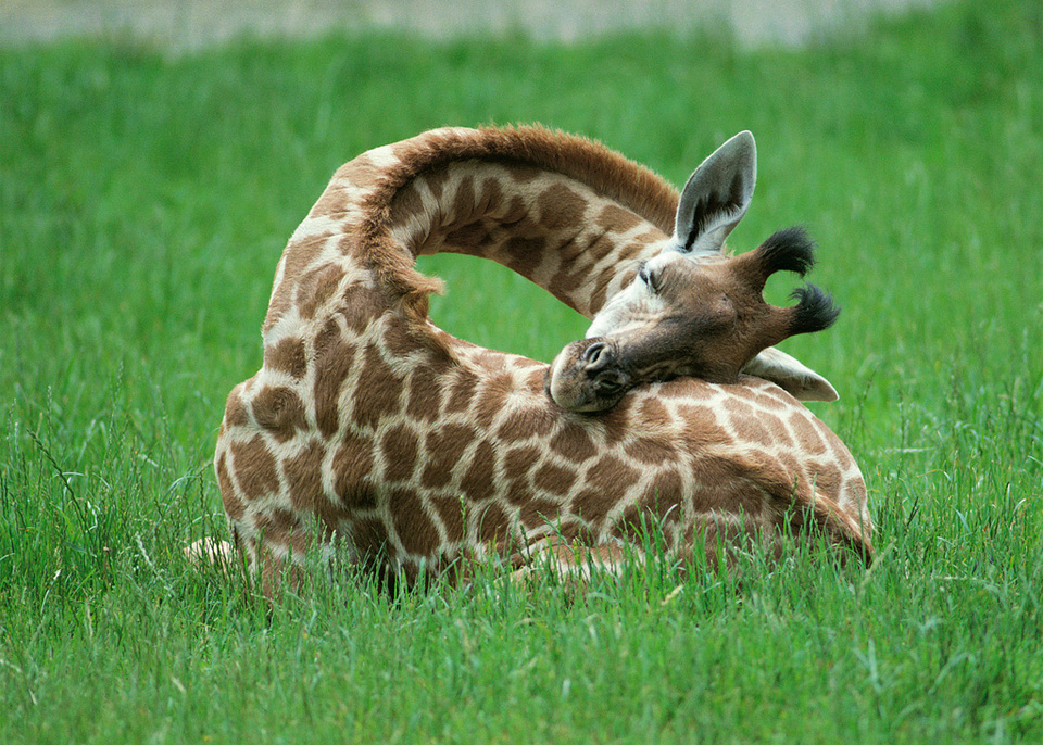 this-is-how-baby-giraffes-sleep